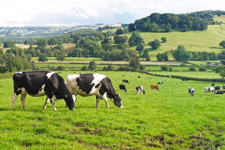 Panoramic of dairy cows