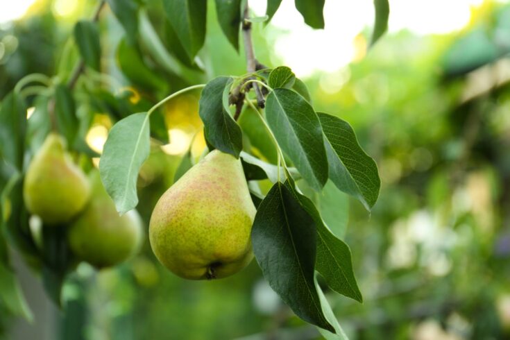 Ripe pears on tree branch in garden