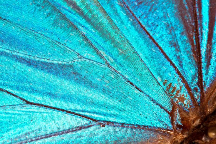 Close up of the structure of a butterfly wing