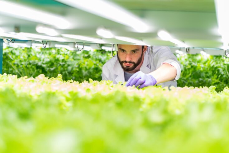 Male scientist analyses and studies research in organic, hydroponic vegetables plots growing on indoor vertical farm