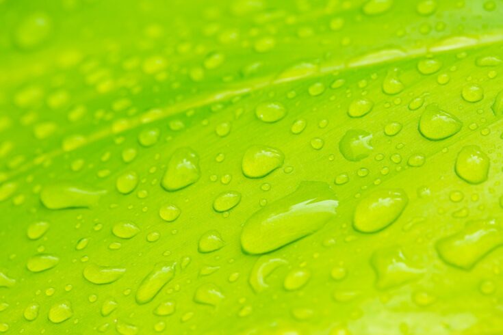 Fresh green leaf covered with raindrops and highlighted by the sun.