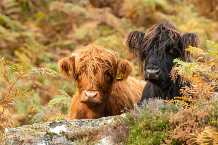 Two young cows looking over a low wall