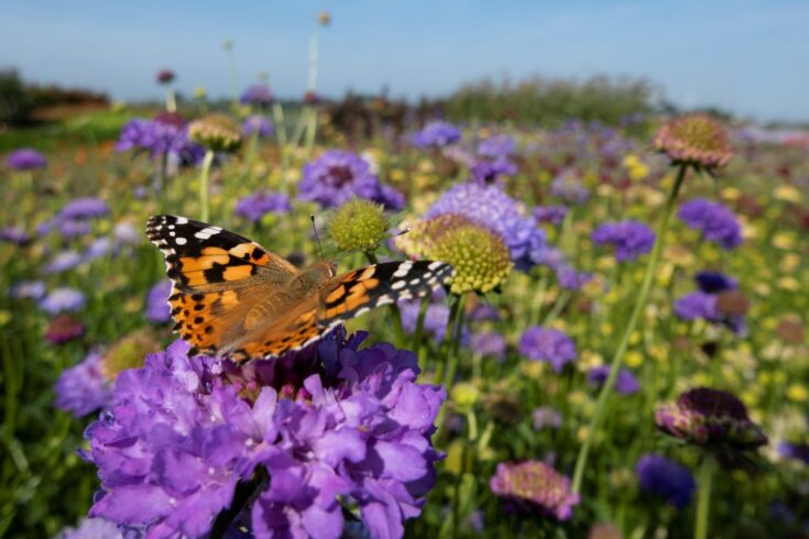 Monarch butterfly on top of a blue Scabiosa flower