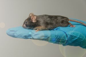 A black mouse sitting on a hand