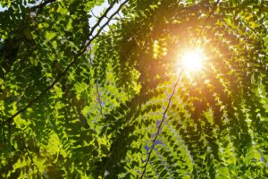 The sun shining through the leaves of a tree.