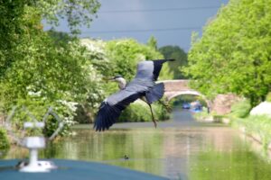 Heron flying ahead of a boat on the Shropshire Union Canal