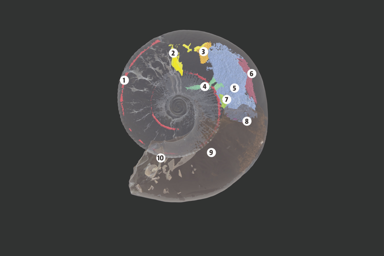 Diagram of ammonite identifying the location of ten numbered features