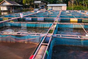 Aquaculture farm in Thailand