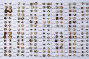 Different types of pea seeds