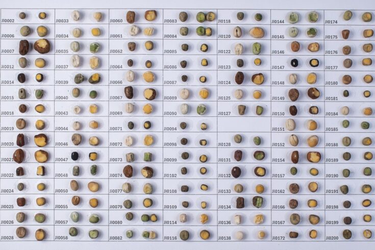 Different types of pea seeds