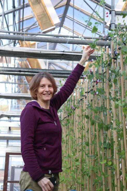 A person holding a pea plant in a glasshouse.