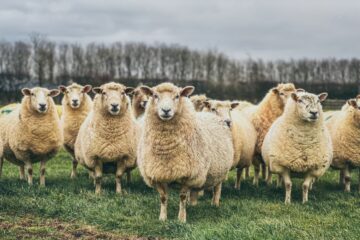 A flock of sheep with trees behind them.