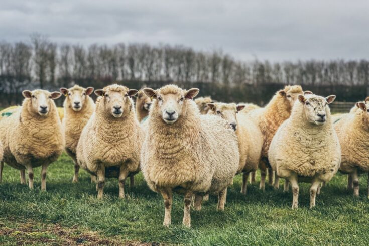 A flock of sheep with trees behind them.