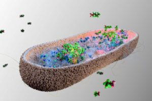 Illustration showing gut bacteria accumulating perfluorononanoic acid ,a forever chemical as dense clumps.