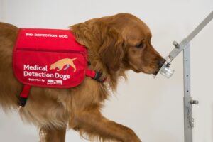 A dog wearing a Medical Detection Dogs jacket sniffing something in a lab.