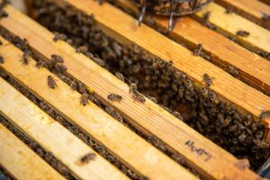 One of the bee hives at Oxford Bee Lab.