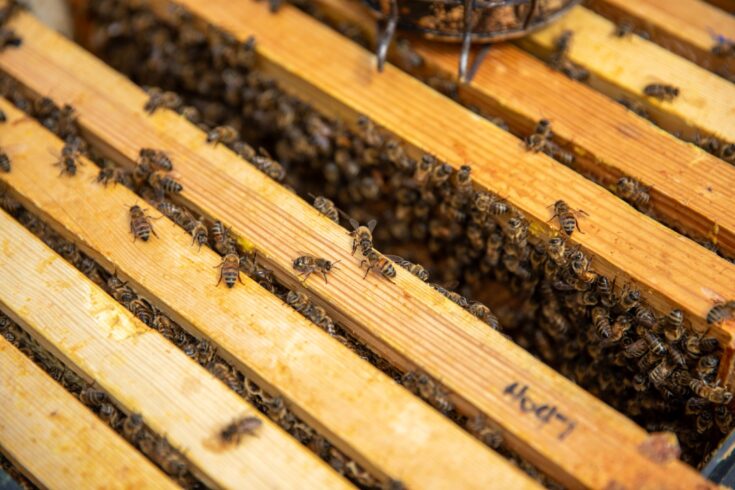 One of the bee hives at Oxford Bee Lab.