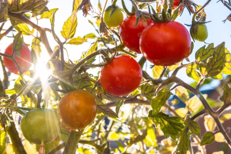 Unripe and ripe tomatoes on the same plant, sun shining through the leaves, water droplets on the fruit.