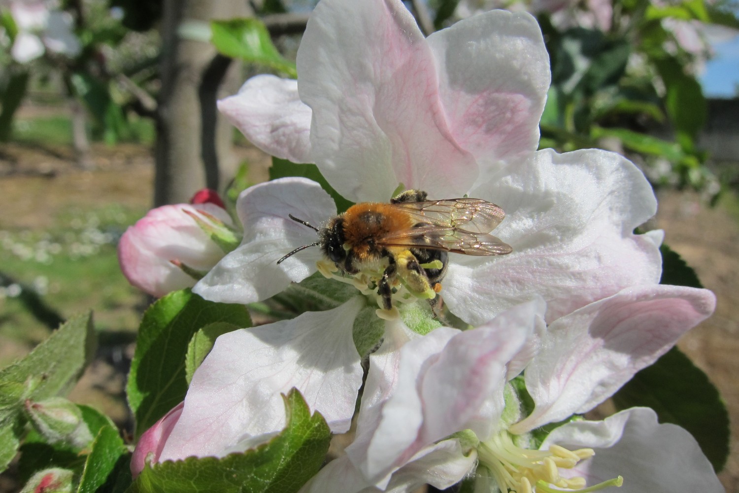 Saving our pollinators, protecting our food – UKRI