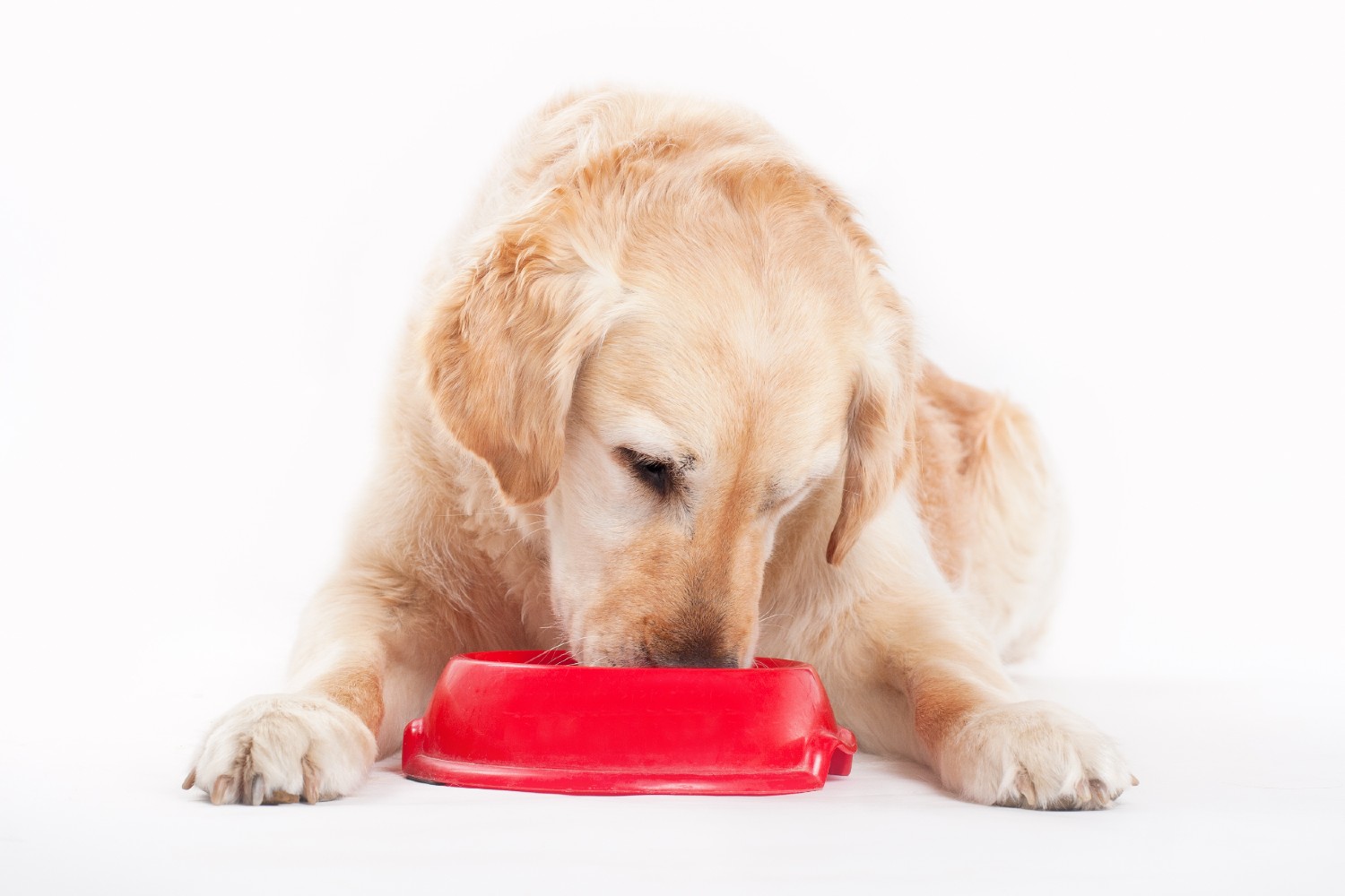 Fresh Look at Tackling Canine Epilepsy With Dietary Supplementation