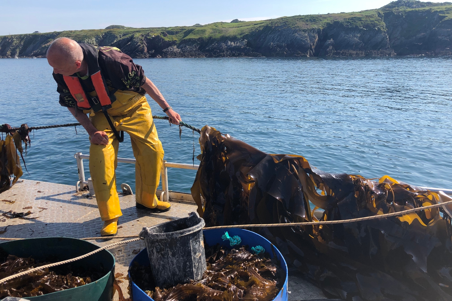 A man wearing waterproof trousers and a lifejacket lifting a rope covered in seaweed from the sea.