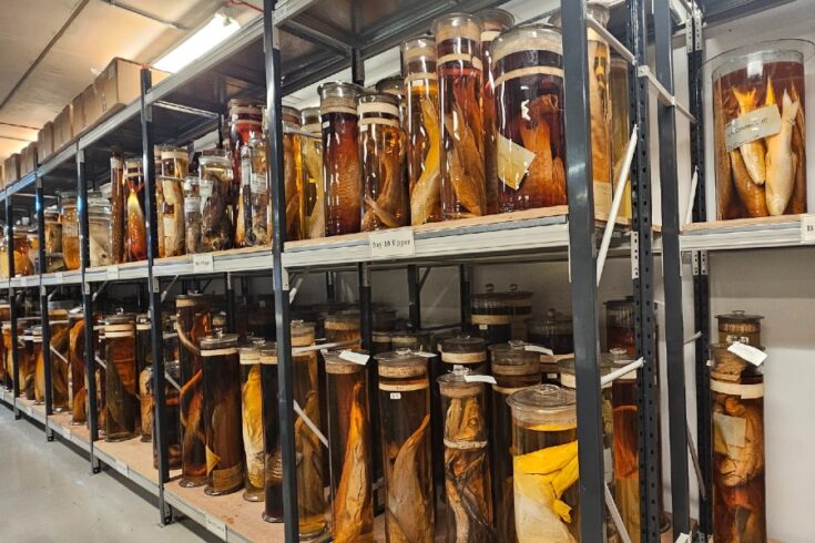 Shelves of Charles Darwin's specimens preserved in jars at the Natural History Museum