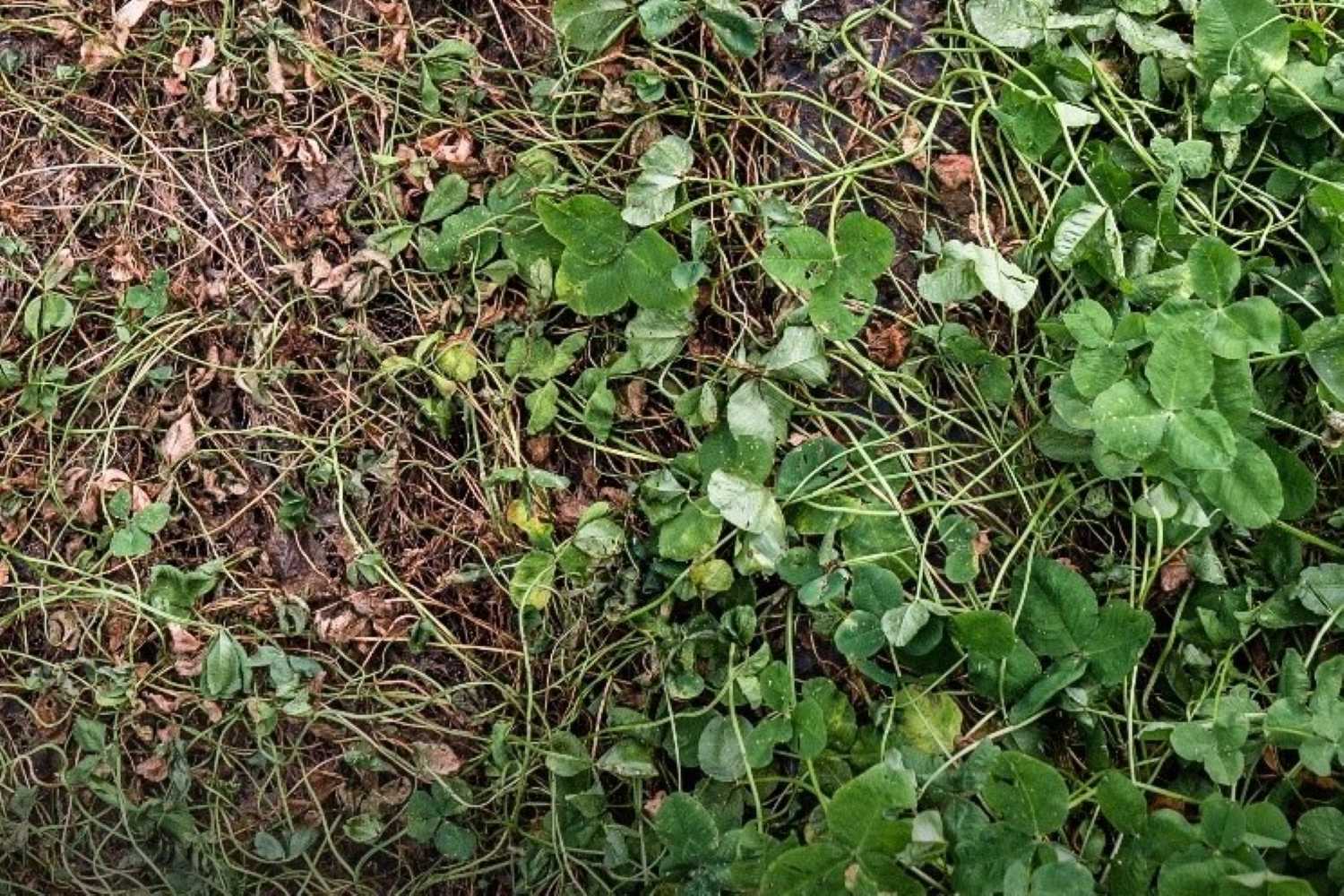 Side-by-side comparison of DoubleRoot hybrid clover after four weeks without water, showing the DoubleRoot plants remaining green and healthy while the white clover appears dry and wilted. 