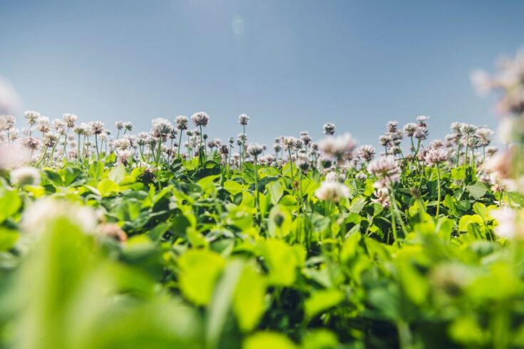 DoubleRoot hybrid clover growing in a seed production field showing white flowers and green trifoliate leaves.