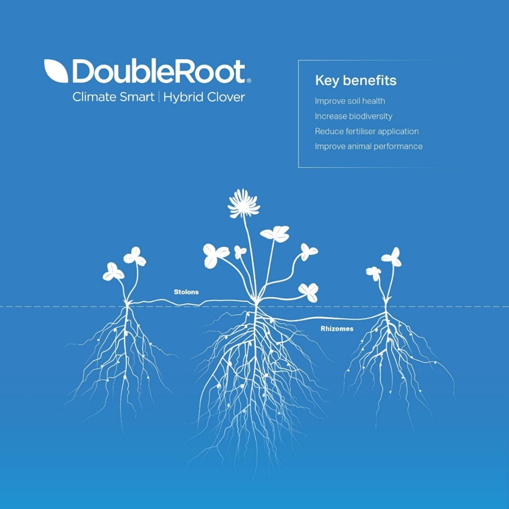 A diagram of a clover plant showing a main plant with above ground stolons and below ground rhizomes both producing daughter plantlets. Root nodules are also illustrated.