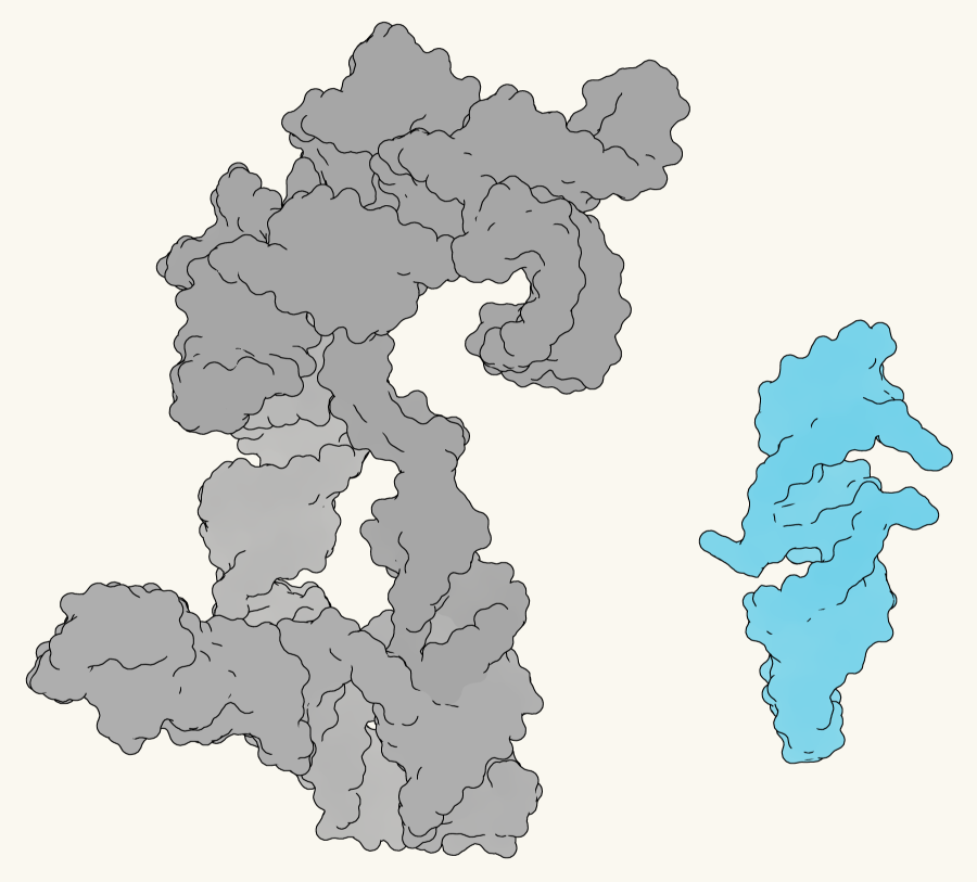 Large RNA polymerase ribozyme structure (grey, based on pdb: 8T2P) vs. newly discovered small RNA polymerase ribozyme QT45 (blue, AlphaFold3 prediction).