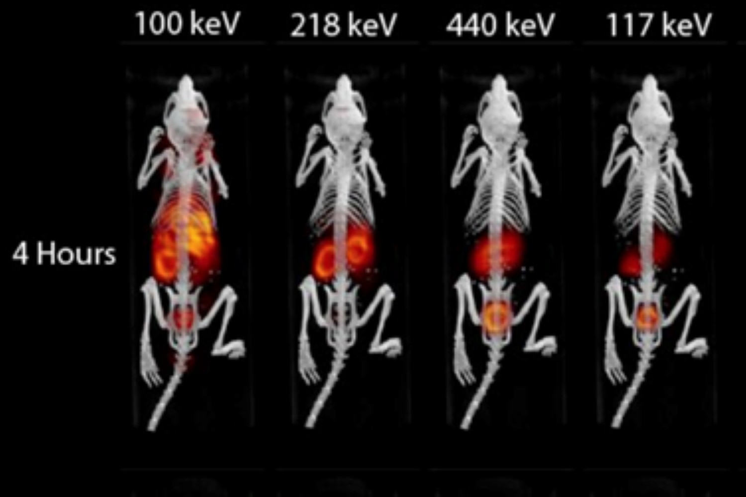 Targeted Alpha Therapy visualised in small mammals using the Alpha-SPECT Mini by MH3D Inc.