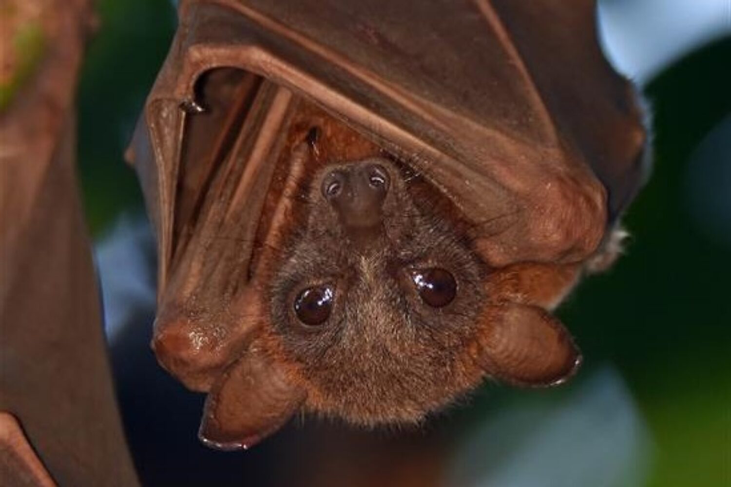 UK scientists identify bat coronavirus that can enter human cells