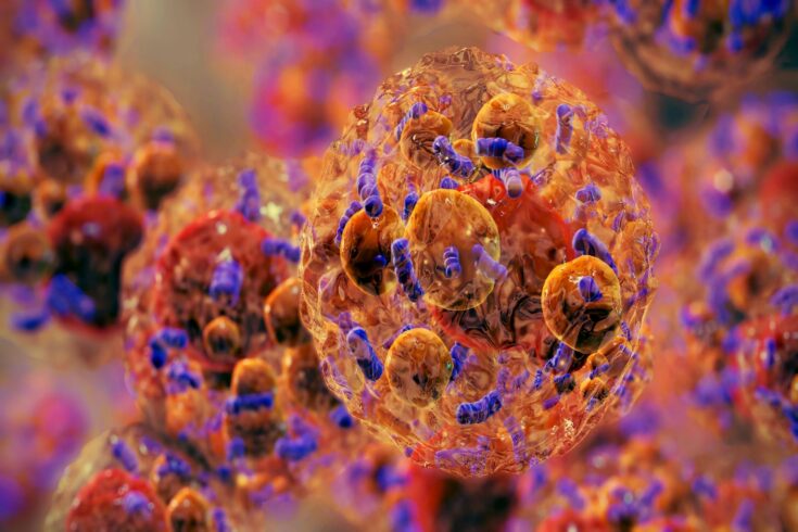 Brown fat cell