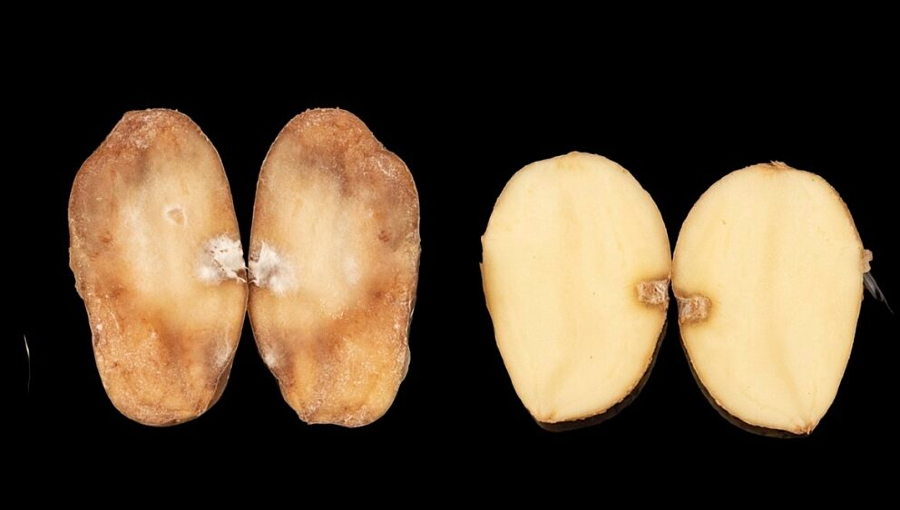 A comparison of Maris Piper and PiperPlus after infection with potato late blight. A standard Maris Piper shows severe symptoms of disease while PiperPlus remains healthy