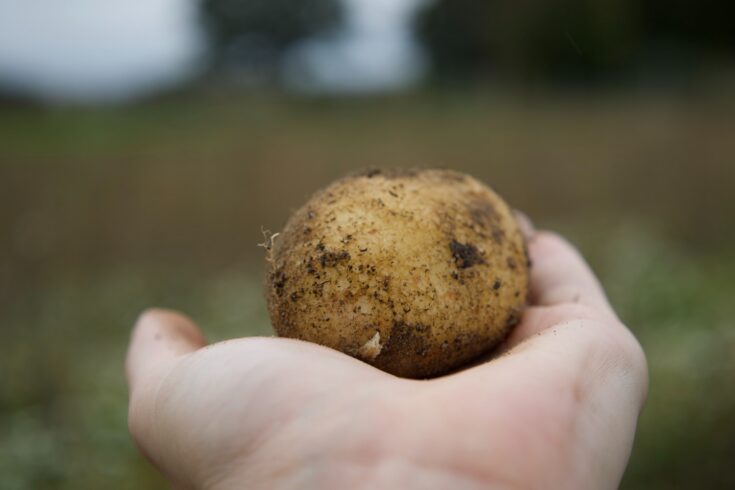 A PiperPlus potato being held in the palm of a hand